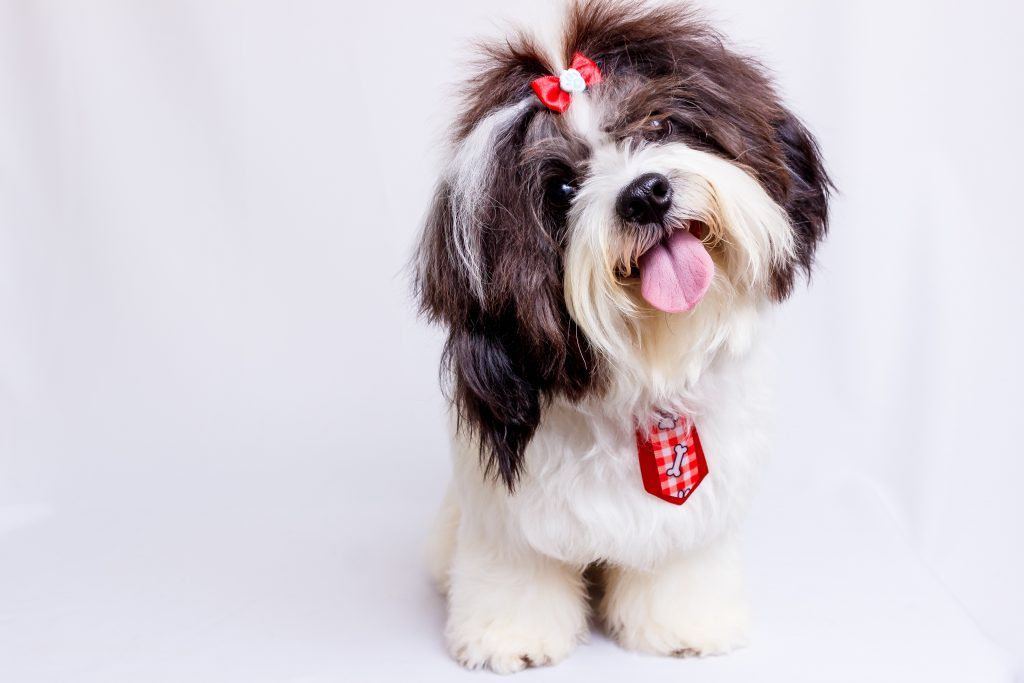 Shih Tzu puppy with his tongue out