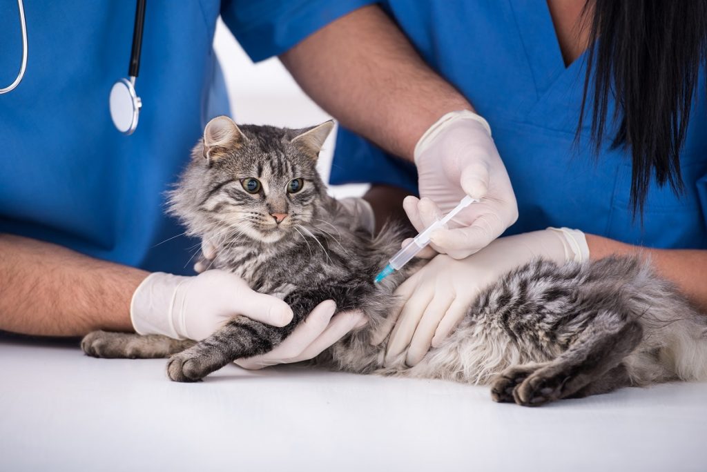 Cat being vaccinated