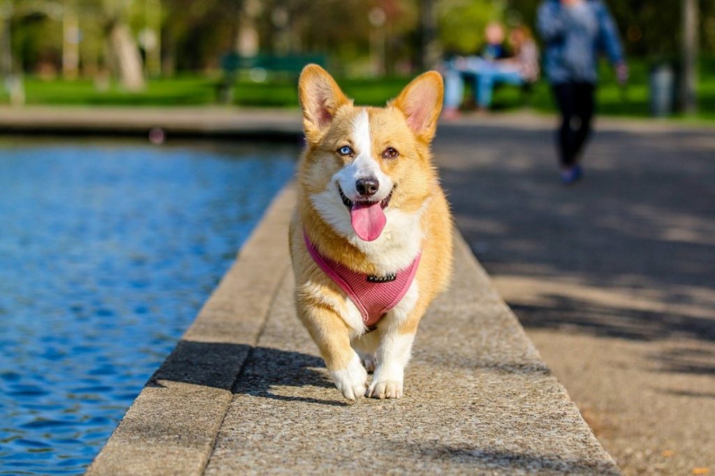 corgi walking by a pool