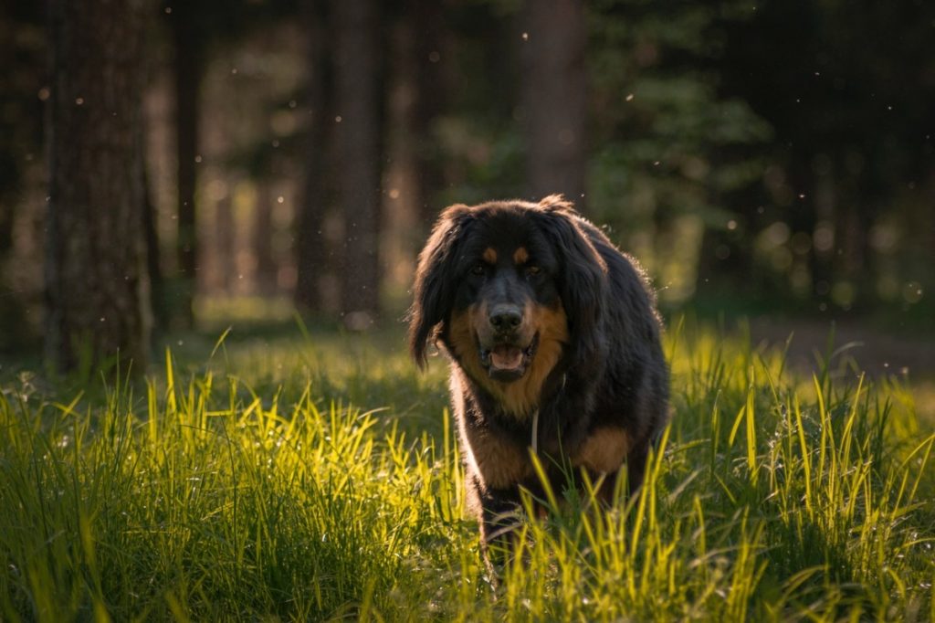 brown dog